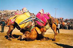 transportation in selcuk, selcuk, ephesus, shore excursions in ephesus